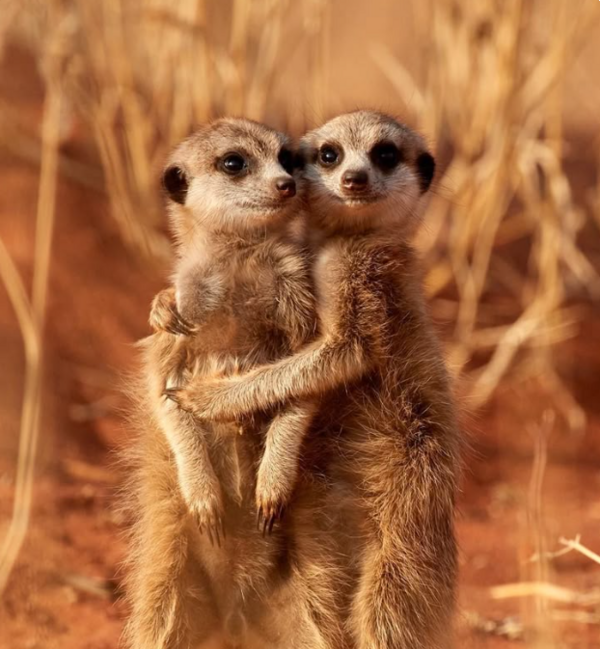 Enseigner, est-ce une caractéristique propre à l'Homme ? 