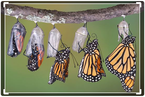 Je conjugue Avoir et Etre au présent