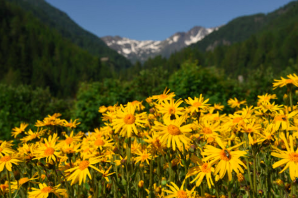 L'ARNICA, si mal connue