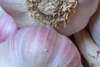 Ail  rose de Lautrec