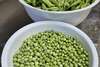 Petits pois locaux frais, , écossés dans notre cuisine.