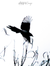 oiseau noir en vol symbolisant équilibre et bien-être