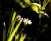 fleurs blanches avec insectes évoquant calme et ressources personnelles