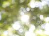 Soleil traversant feuilles vertes symbolisant harmonie corporelle