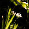 Fleurs blanches avec insectes symbolisant lâcher-prise naturel