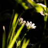 Fleurs blanches symbolisant soin et mouvement wùo taï