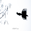 Oiseau noir en vol symbolisant transition de vie
