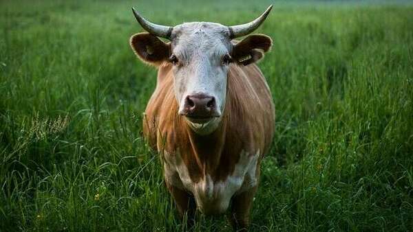 How to stop chewing over the same thoughts?