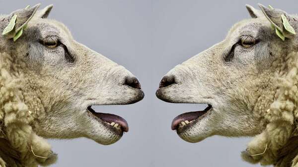 two sheep facing each other