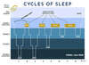 chart presenting sleep cycles