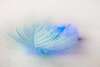 feather