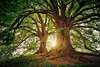 Arbres lumineux symbolisant la psychogénéalogie et kinésiologie