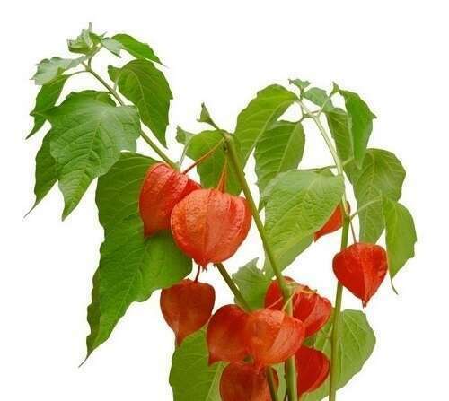 Insomnie : tout savoir sur l’Ashwagandha, cette plante apaisante qui renforce l’organisme