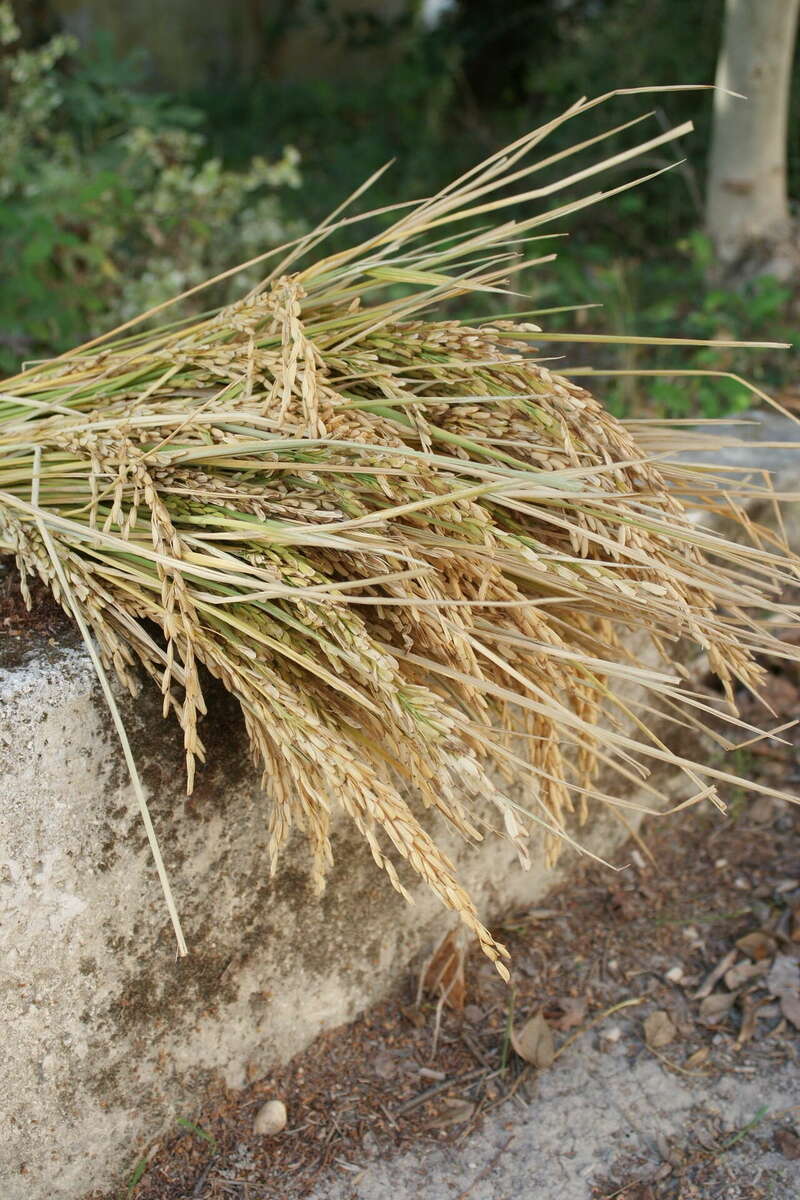 dsc0371020220817-1363975-aehyp0