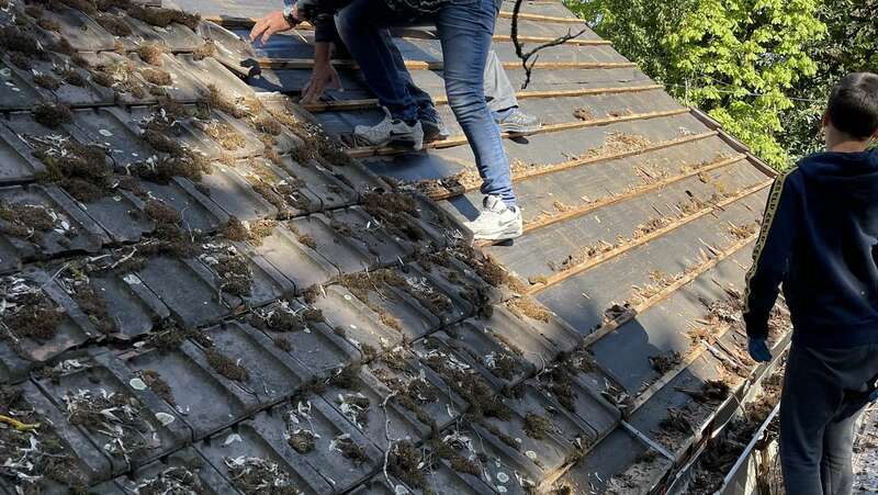 élimination des mousses et végétaux