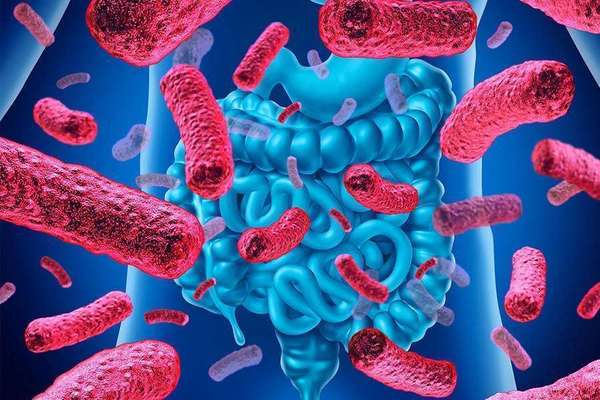 Ce que tu dois savoir sur ton microbiote pour vivre sans maladies