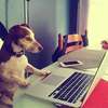 Tequila formateur all dog
