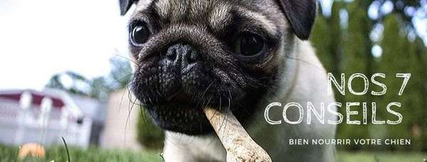 Comment bien nourrir son chien ?