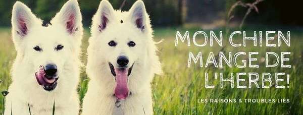 Mon chien mange de l'herbe !