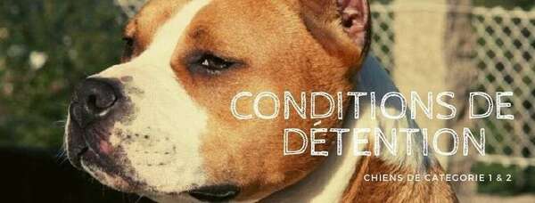 Réglementation des chiens catégorisés en France