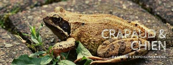 Pourquoi le crapaud est il dangereux ?
