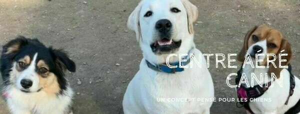 Pourquoi inscrire son chien en garderie canine peut transformer son quotidien… et le vôtre