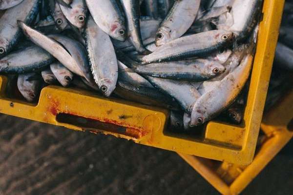 Pêche : Neuf députés alertent le ministre