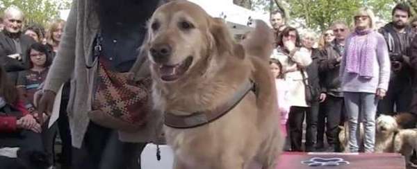 Adopter un chat dans le 94 - Association Saint-Maurienne des Amis des Animaux