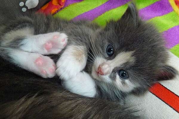 Adopter un chat dans le 94 - Association Saint-Maurienne des Amis des Animaux