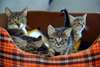 Adopter un chat dans le 94 - Association Saint-Maurienne des Amis des Animaux
