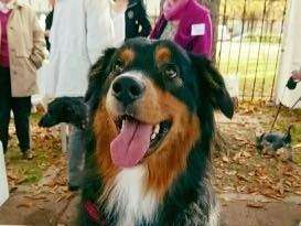 Association Saint-Maurienne des Amis des Animaux - Adopter chat 94