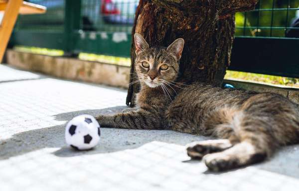 Association Saint-Maurienne des Amis des Animaux - Adopter un chat dans le 94