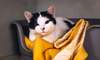 Association Saint-Maurienne des Amis des Animaux - Adopter un chat dans le 94