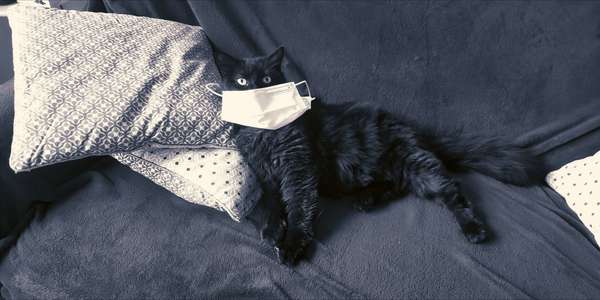 Mesures sanitaires pour adopter