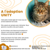 Adopter chat 94 - Association Saint-Maurienne des Amis des Animaux