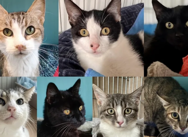 Aidez l’ASMAA pour les 7 chats sortis de fourrière
