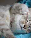 Adopter chat 94 - Association Saint-Maurienne des Amis des Animaux