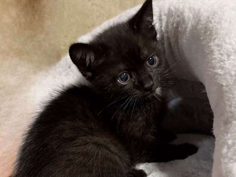 adoption