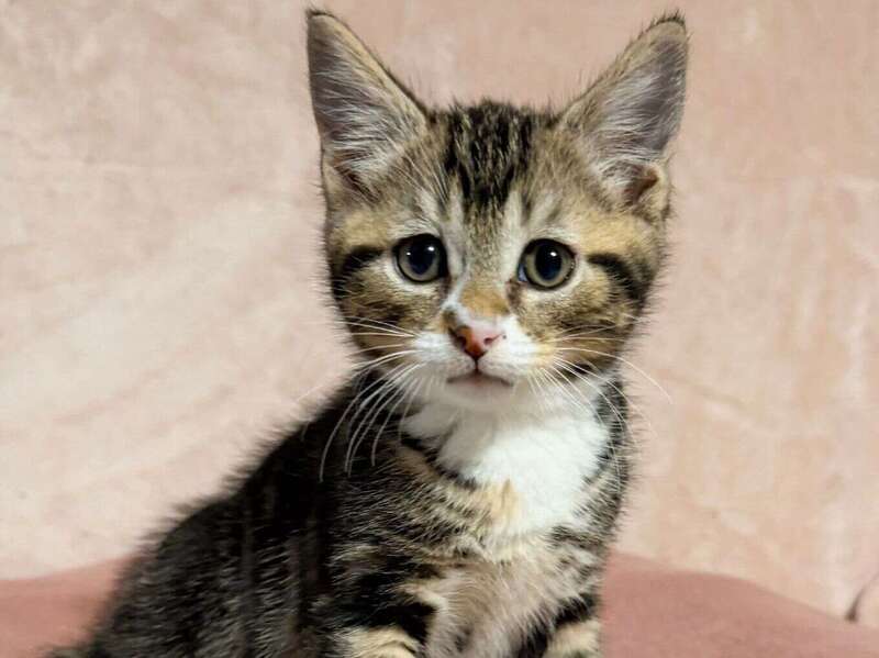 adoption