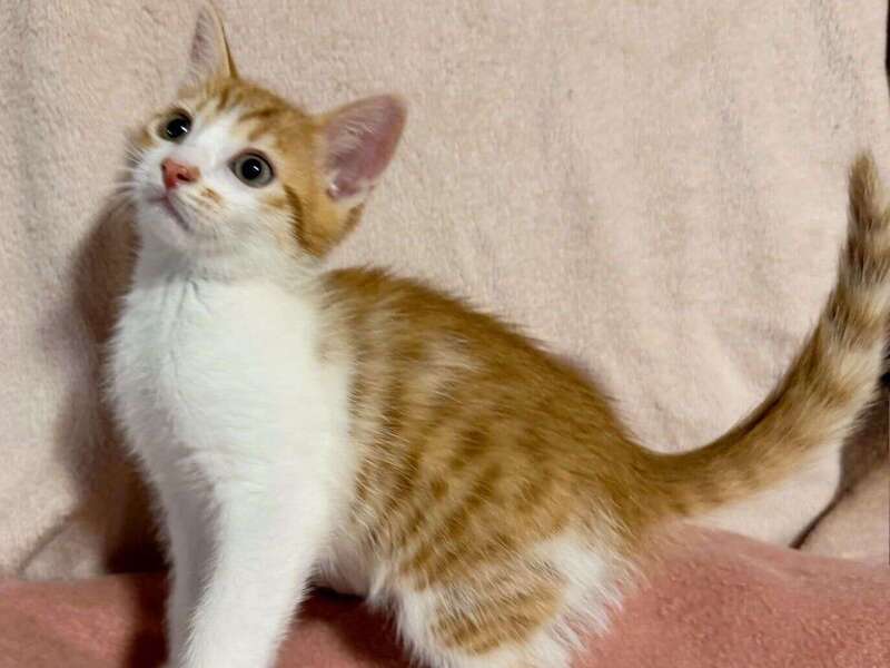 adoption