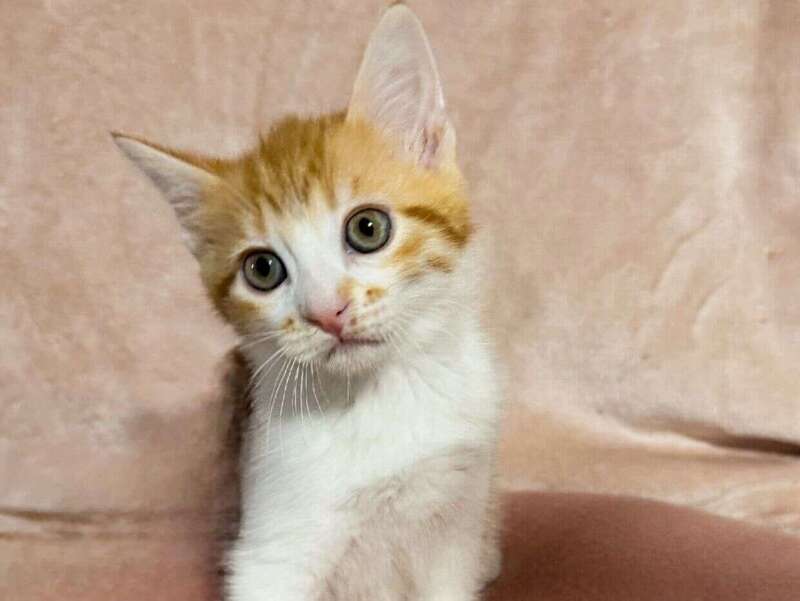 adoption