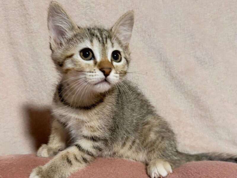 adoption