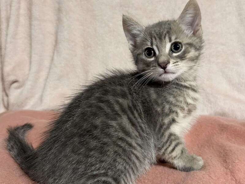 adoption