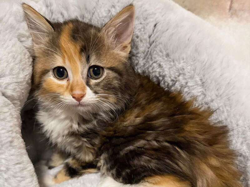 adoption
