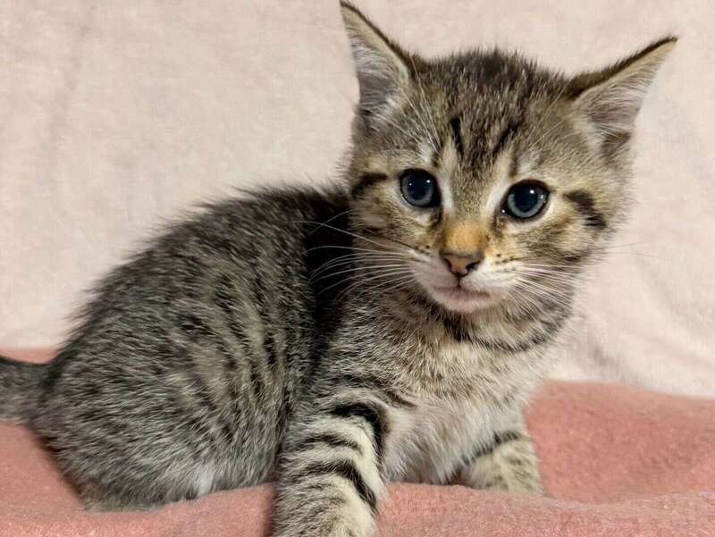 adoption