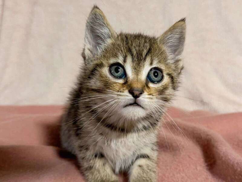adoption