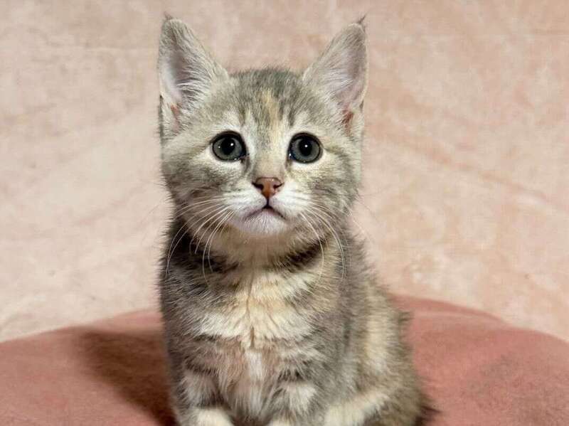 adoption