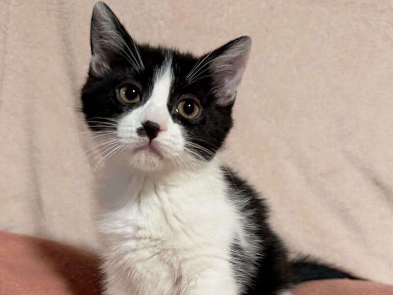 adoption