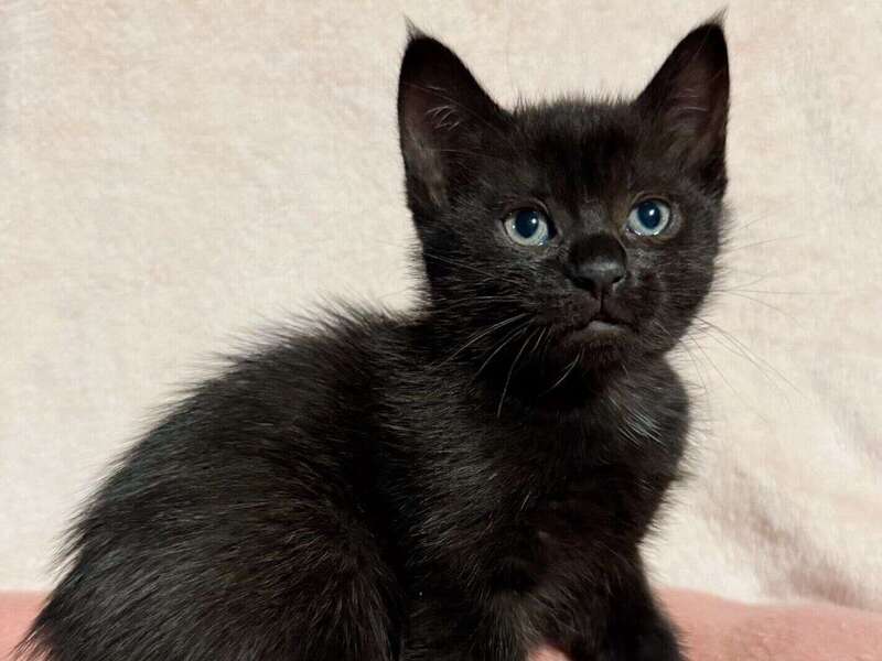 adoption