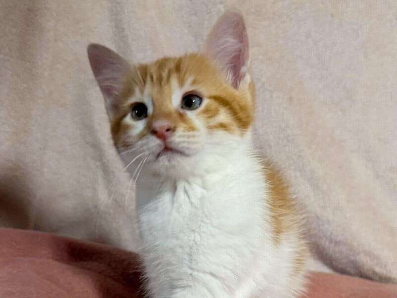 adoption